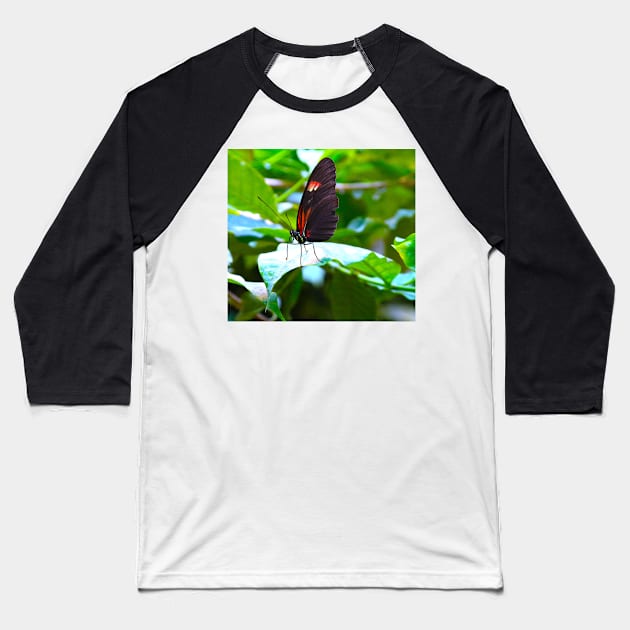 butterfly "Heliconius melpomene" Baseball T-Shirt by dreamtravel